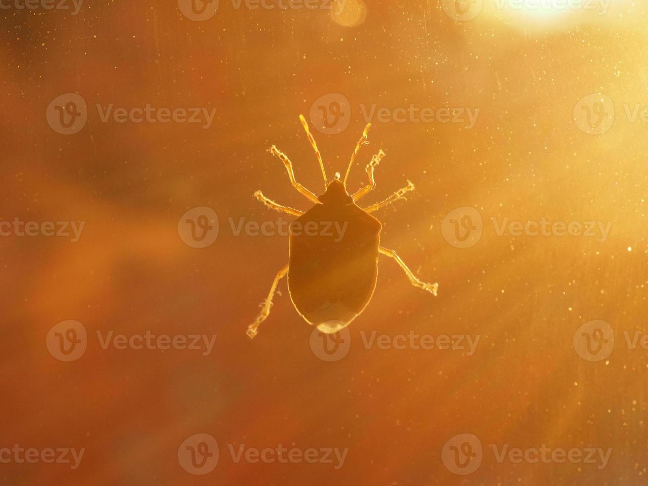 cimice marmorizzata marrone animale della classe insetti insetti foto