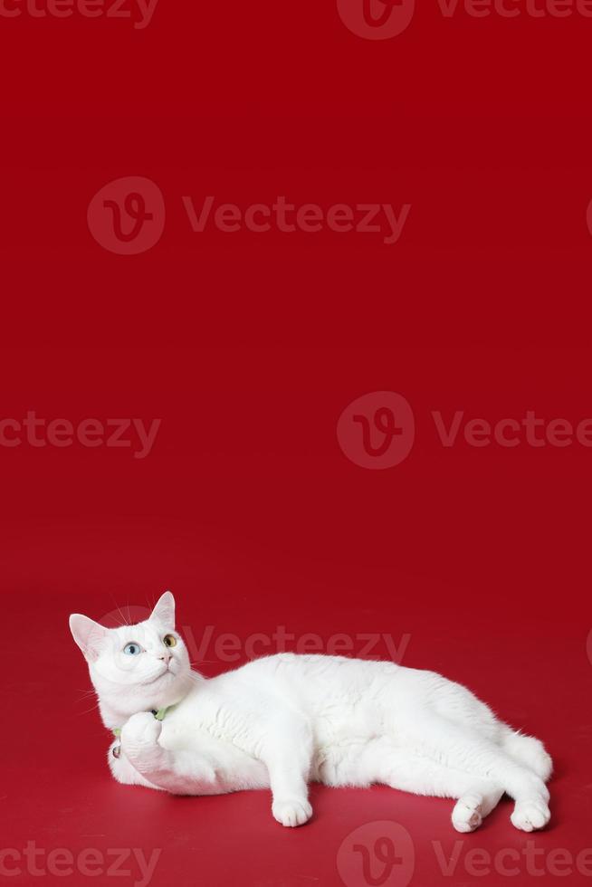 giovane gatto bianco foto