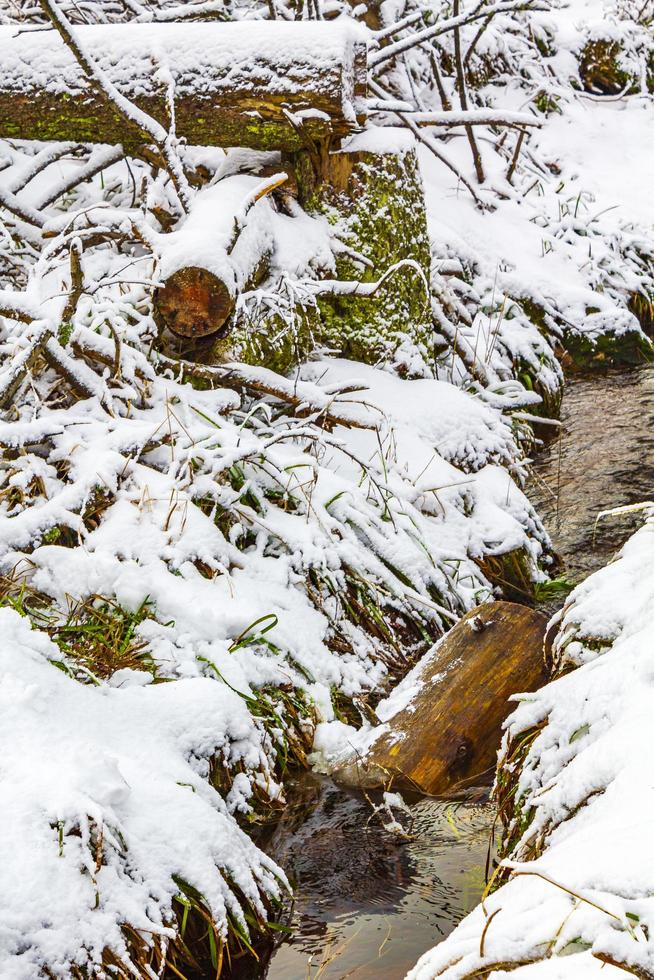 alberi tagliati morti paesaggio a vapore montagna brocken harz germania foto