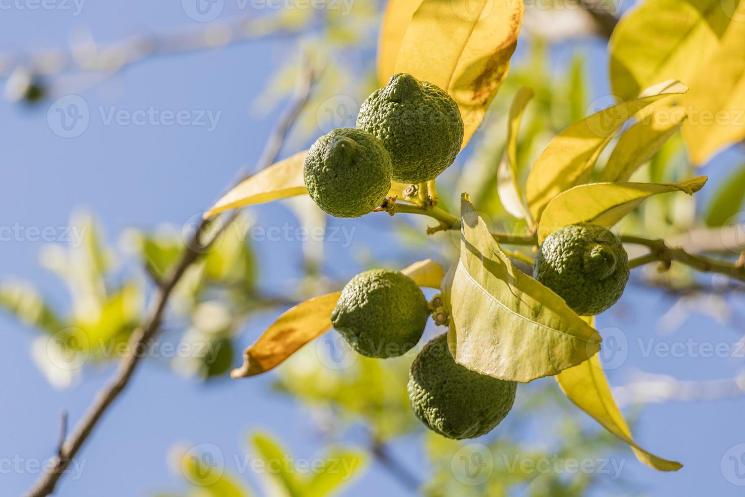 lime limone nei giardini di città del capo, sud africa. foto