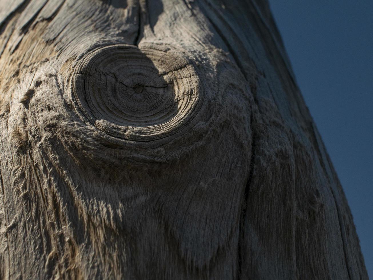 bellissimo tronco d'albero secco naturale. fondo in legno foto