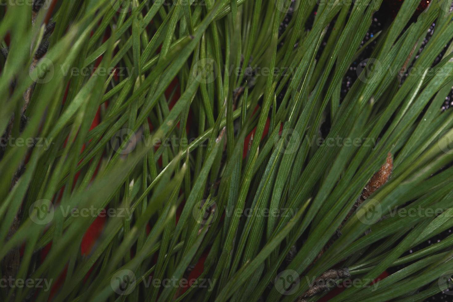 ripresa macro, primo piano di abete verde naturale. messa a fuoco morbida selettiva foto