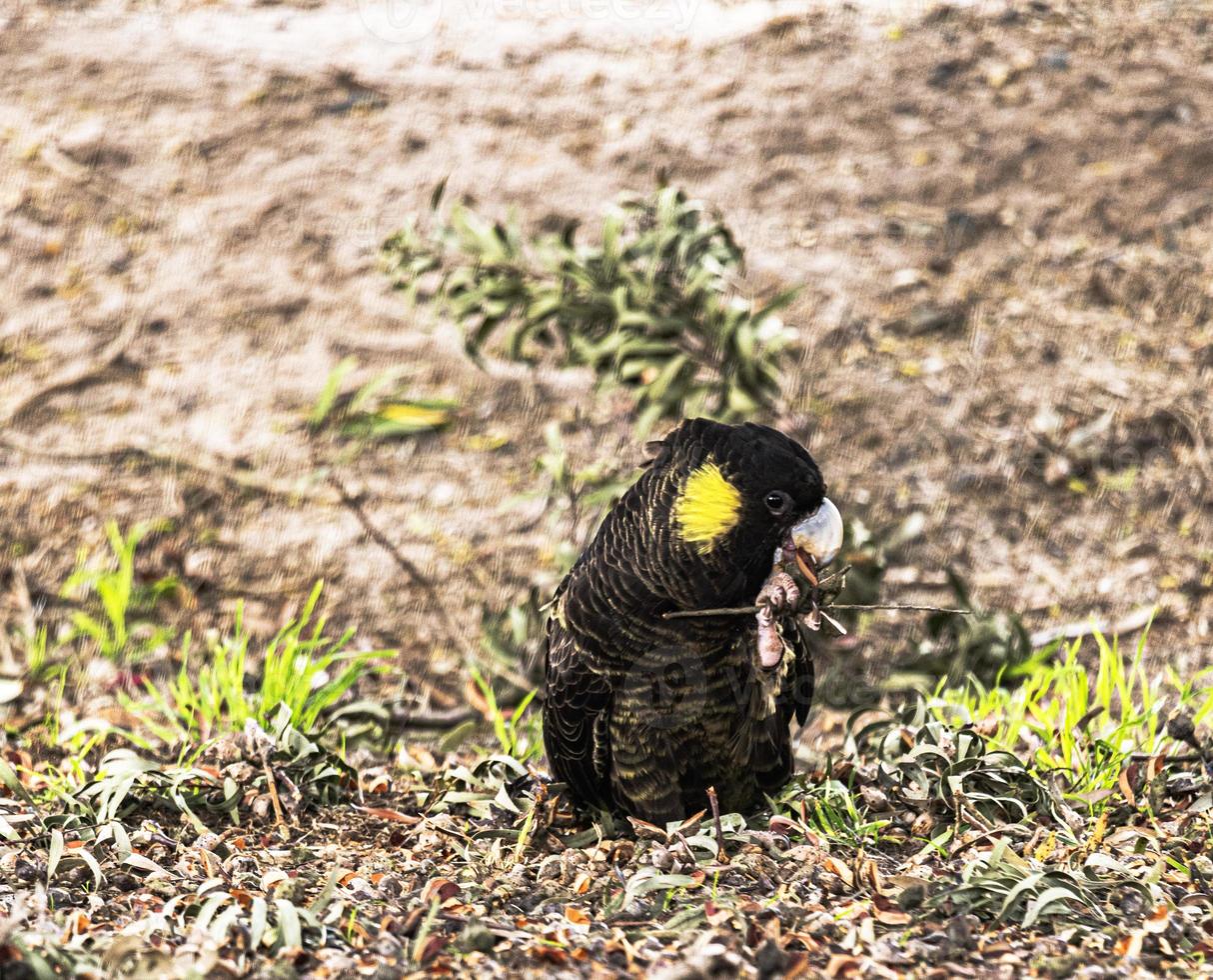 Cacatua nero dalla coda gialla foto