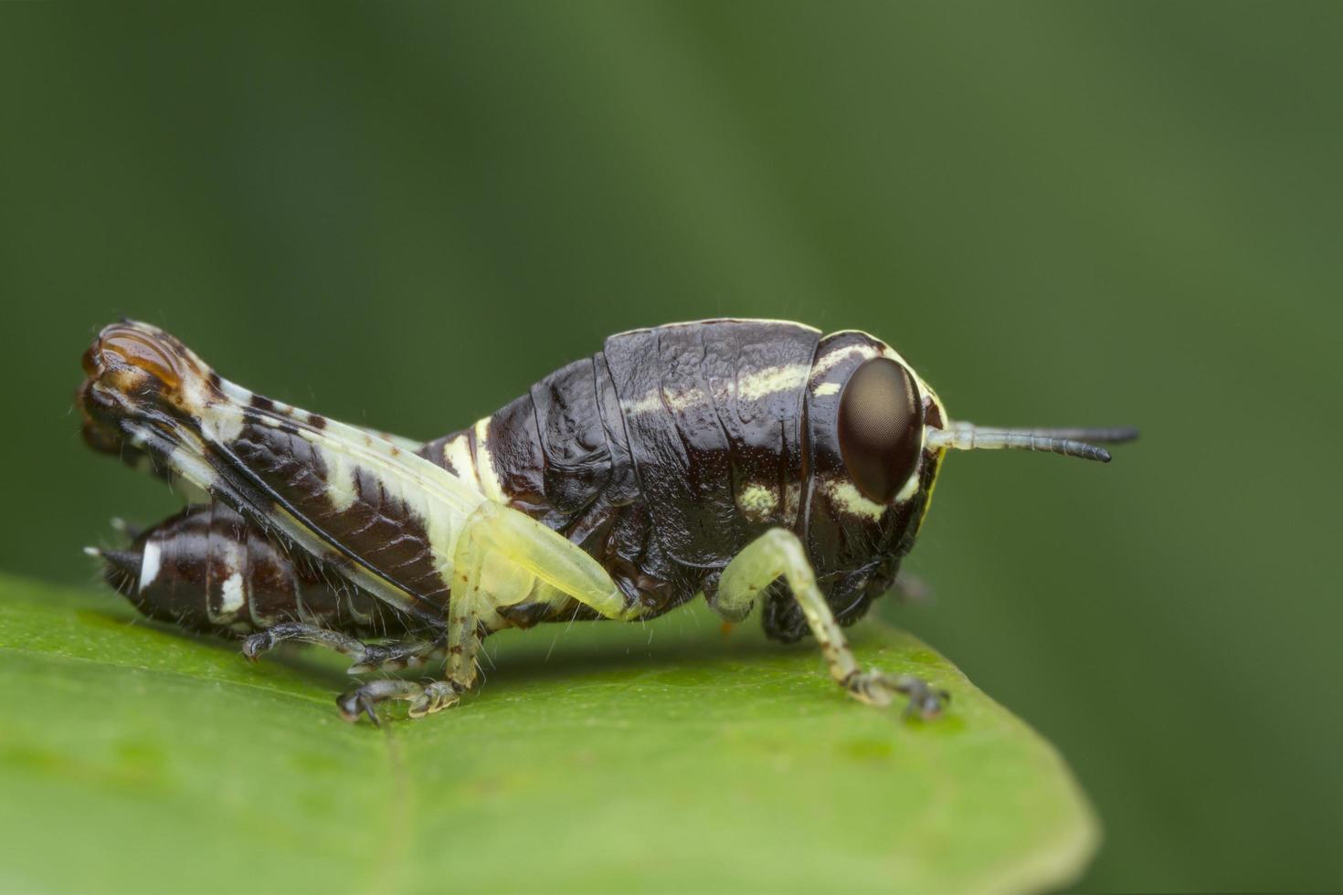 cavalletta su foglia verde foto