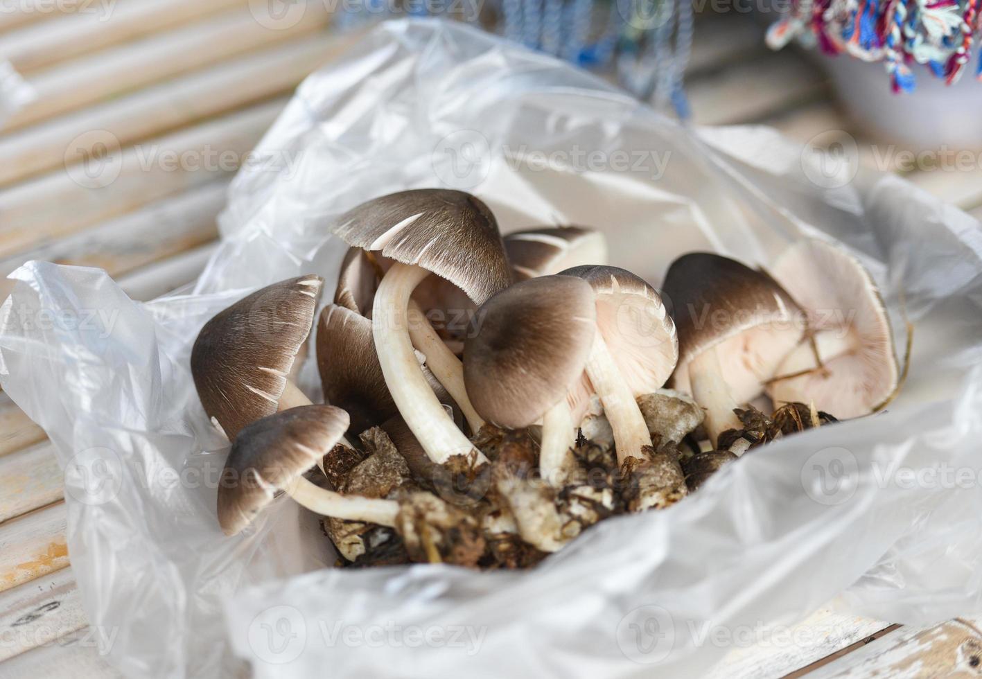 funghi marroni raccolti dalla foresta naturale - funghi selvatici foto
