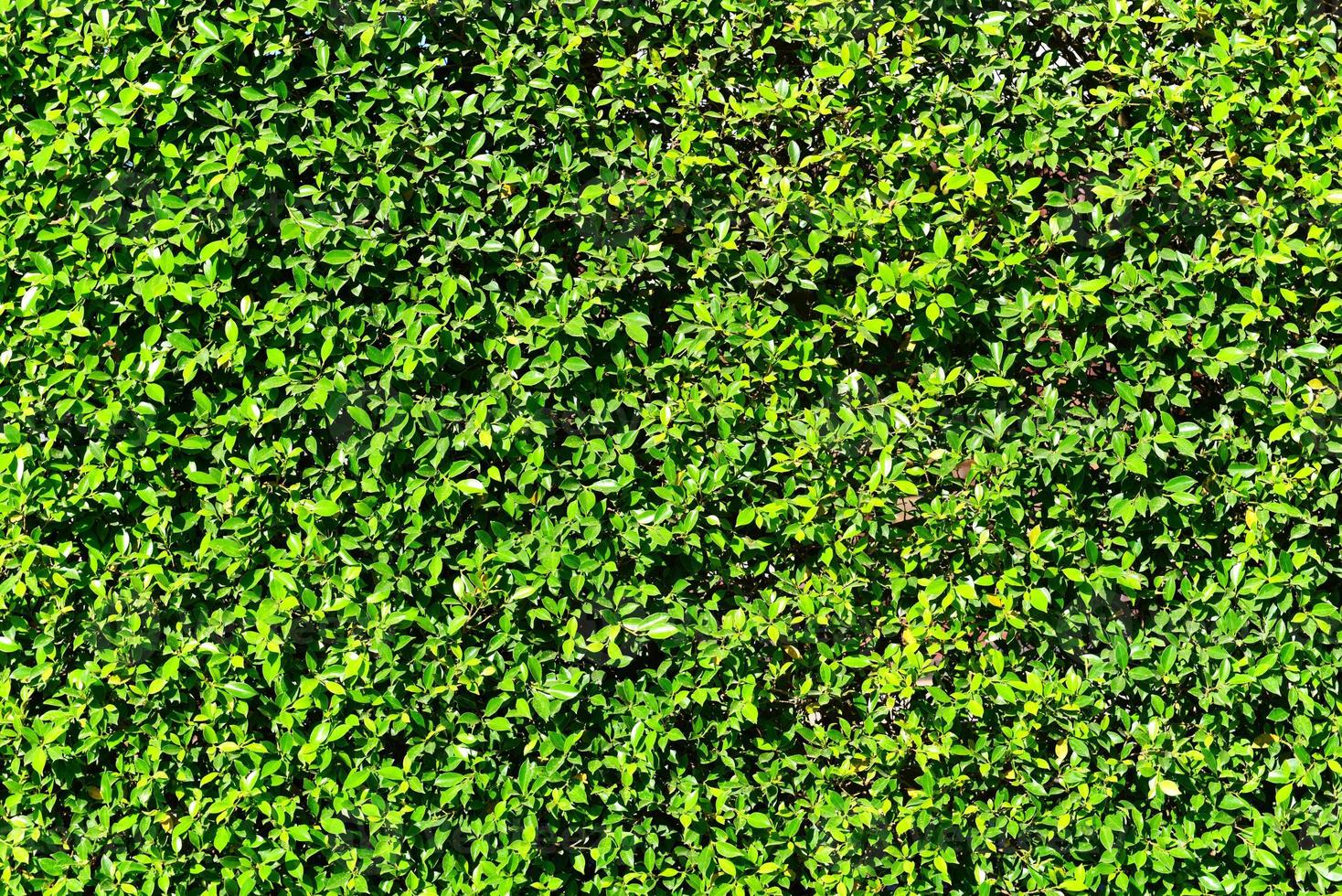 sfondo di foglie verdi o la trama delle pareti naturali, cornice quadrata foglia verde. foto