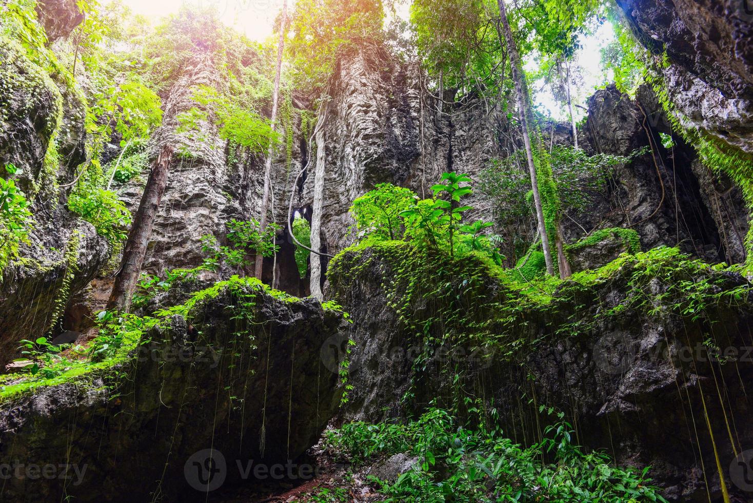 bella foresta di vite - piatto verde che cresce sulla roccia con l'albero, la vecchia natura di pietra nella foresta tropicale asiatica e la vite delle caverne foto