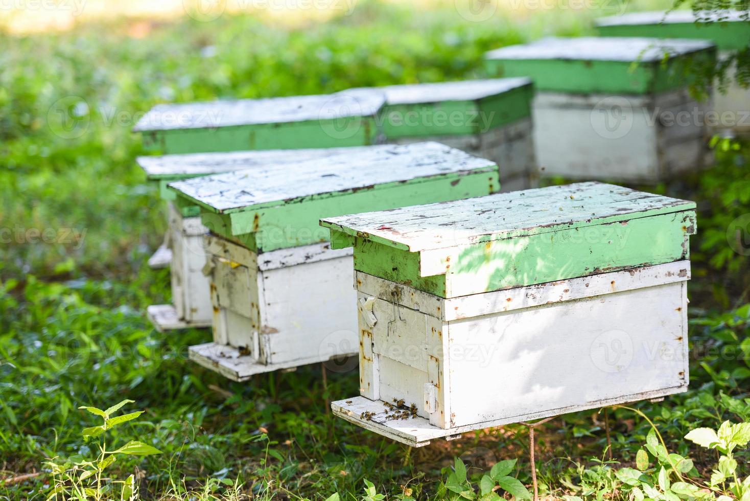 apiario di api alveare per la raccolta del miele, alveare di apicoltore con api che volano verso le tavole di atterraggio. apicoltura foto
