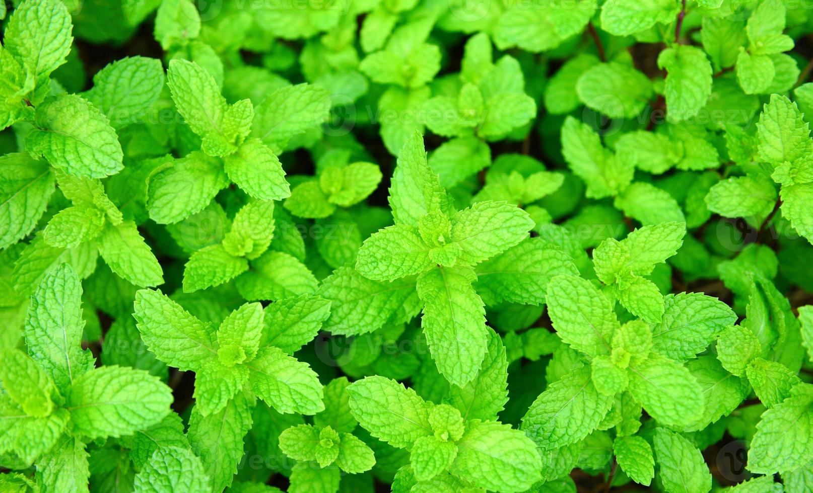 foglia di menta piperita sullo sfondo del giardino - foglie di menta fresca in una natura verde erbe o verdure alimentari foto