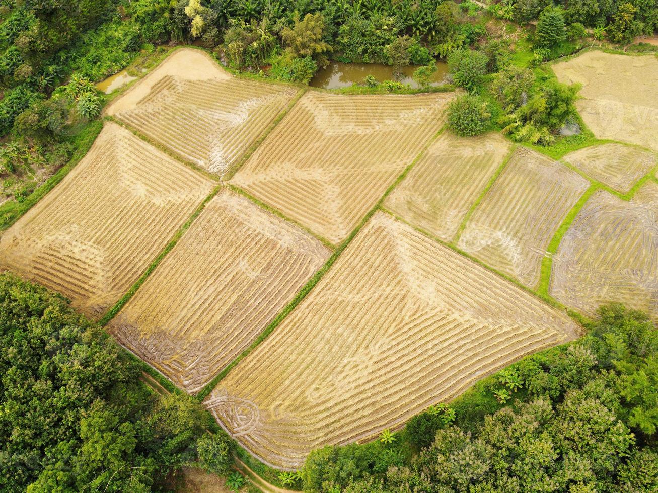 vista dall'alto campo di riso raccolto dall'alto con colture agricole giallo pronto per il raccolto, vista aerea dei campi dell'area del campo di riso natura fattoria agricola, fattoria con vista a volo d'uccello foto