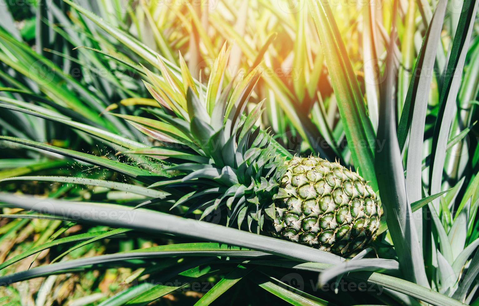 piantagione di ananas frutta tropicale che cresce in un'agricoltura agricola, frutta di ananas sull'albero foto