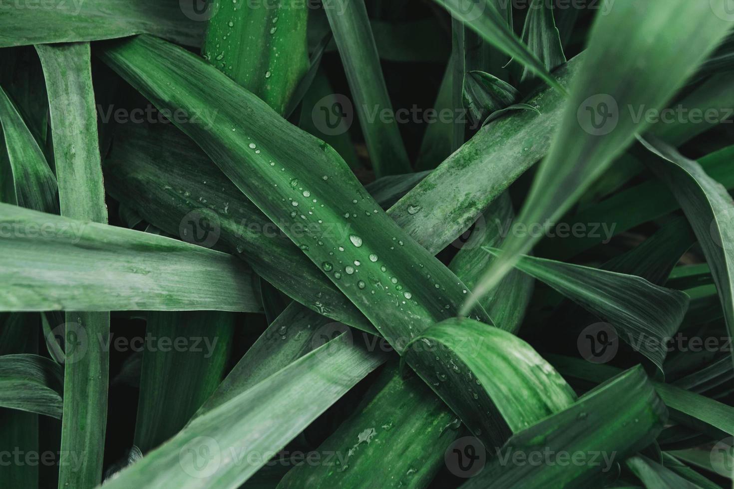 foglie verdi texture di sfondo, sfondo naturale e carta da parati. gocce d'acqua piovana su una foglia verde foto