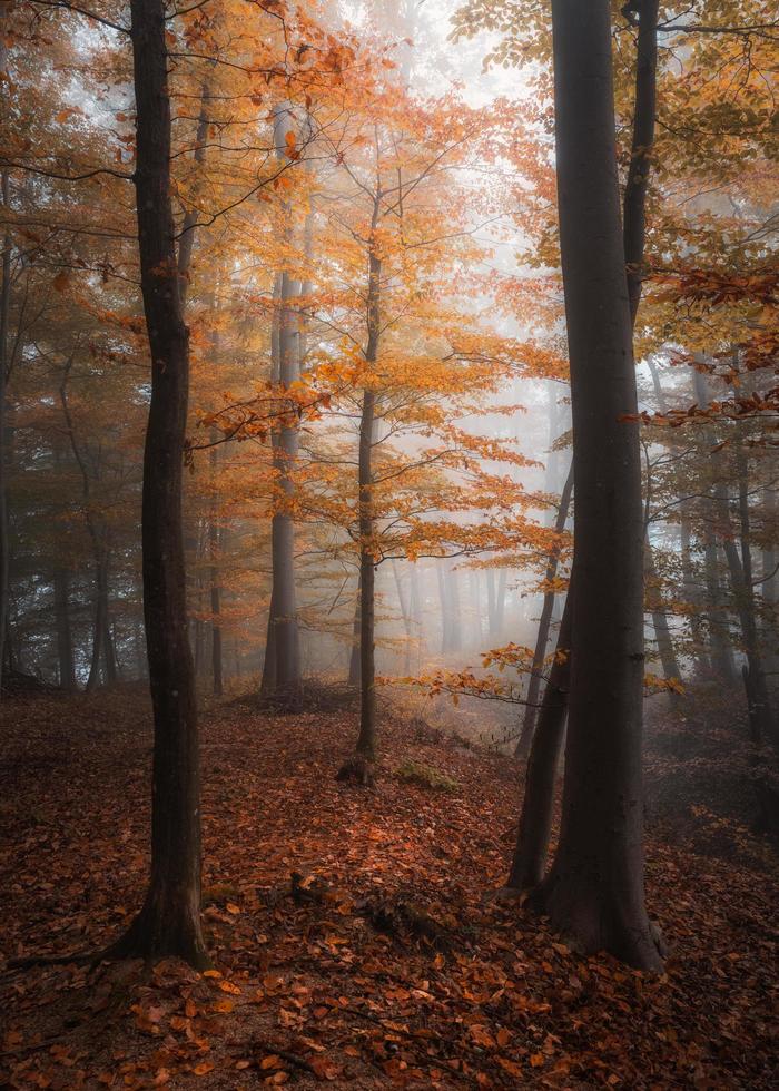 autunno nel bosco foto