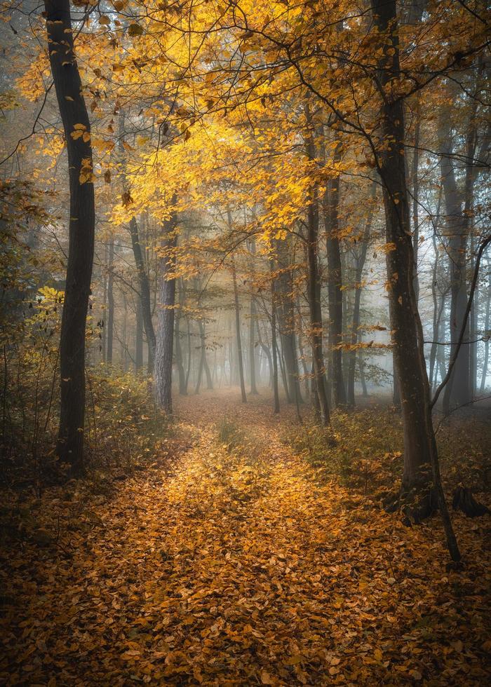 sentiero giallo, slovenia foto