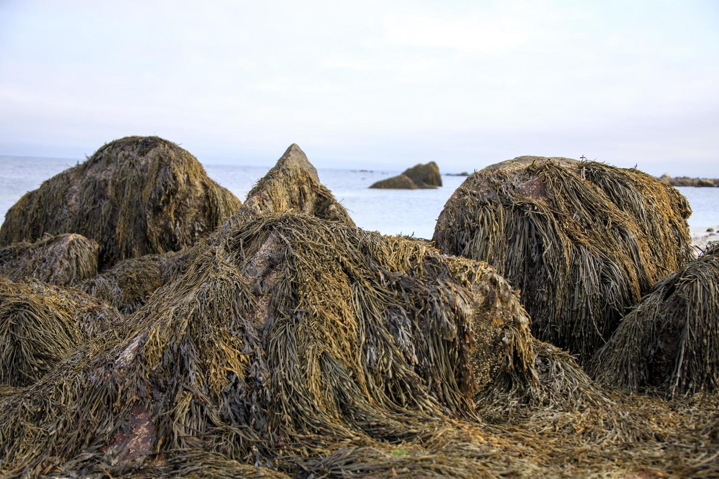 rocce ricoperte di alghe di fronte all'oceano foto