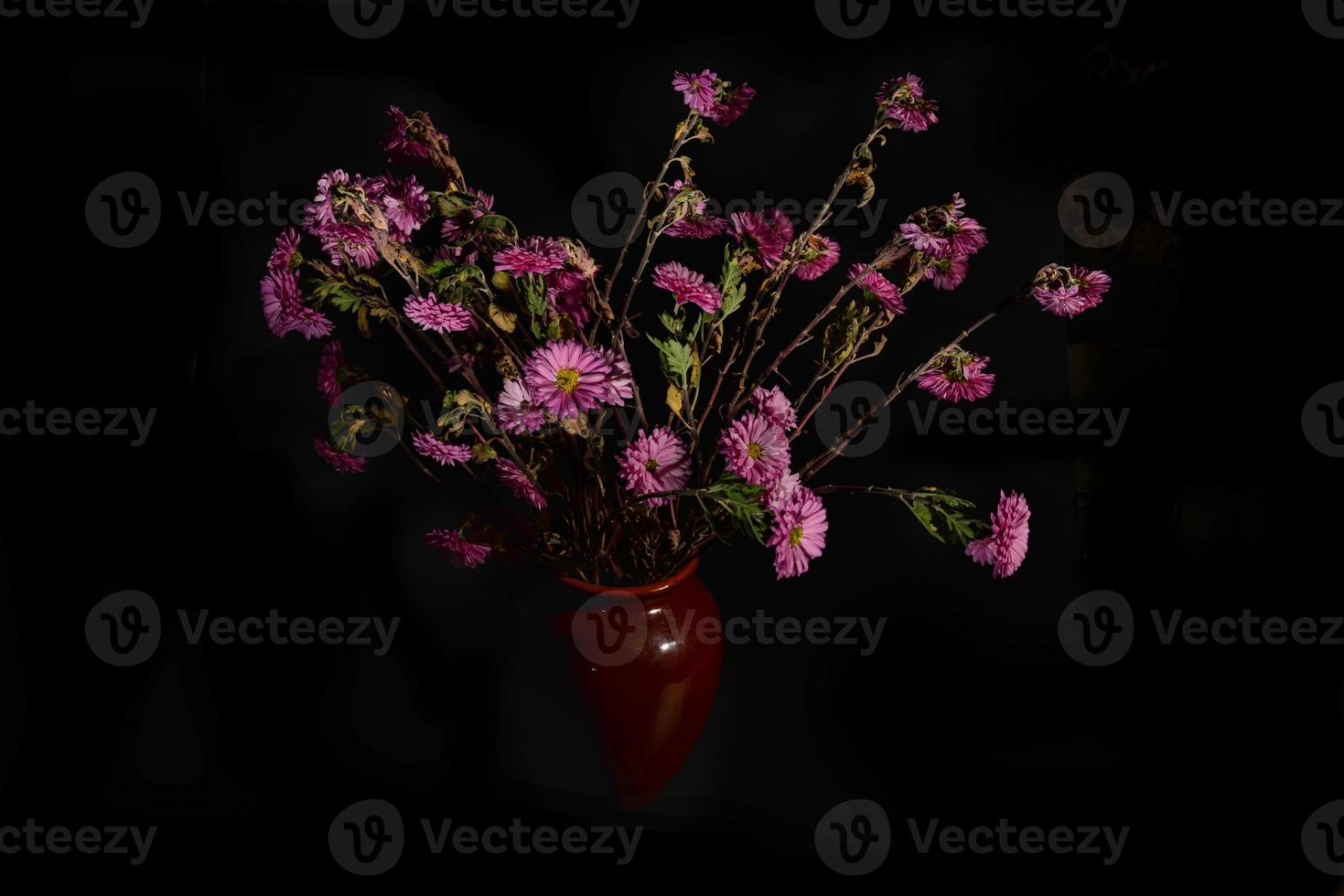 fiori di crisantemo rosa appassiti in un vaso su sfondo nero. vista frontale foto