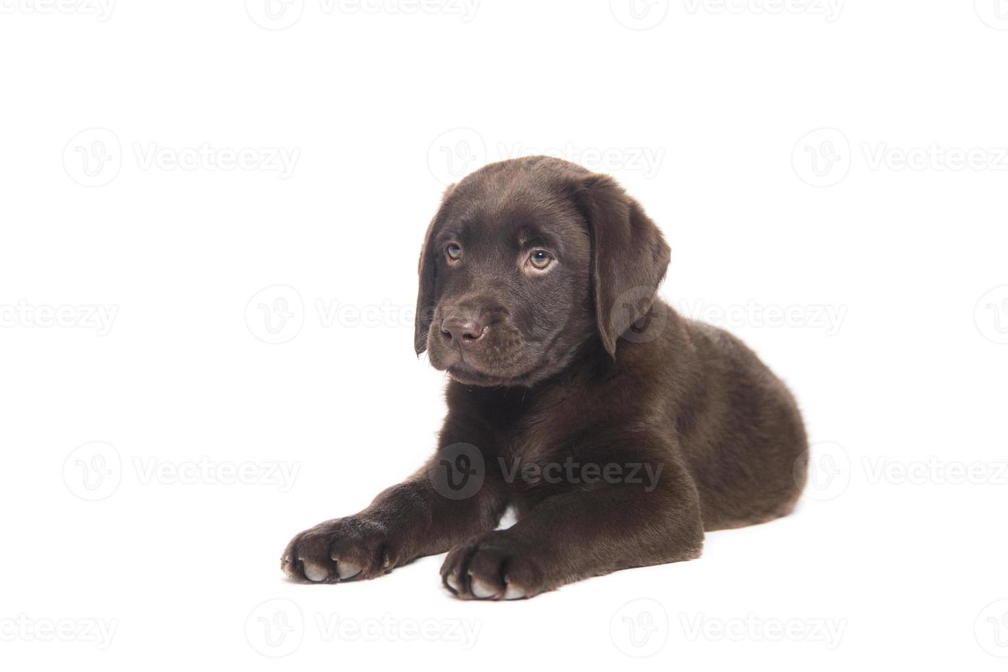 ritratto isolato di un cucciolo di labrador cioccolato accovacciato con il muso tenero foto