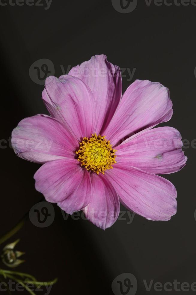 fiore viola fiore primo piano sfondo botanico cosmos bipinnatus famiglia compositae stampe di alta qualità di grandi dimensioni foto