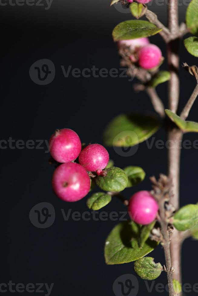 fiore selvatico frutta primo piano sfondo botanico symphoricarpos orbiculatus famiglia caprifoliaceae grande formato stampa di alta qualità foto