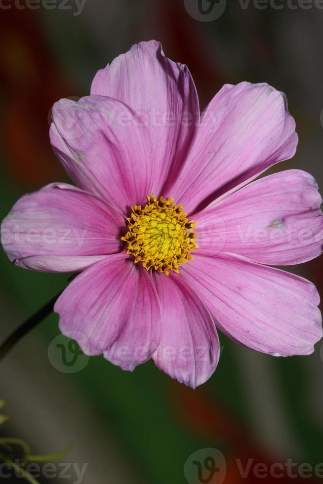 fiore viola che sboccia macro sfondo botanico cosmos bipinnatus famiglia compositae stampe di alta qualità di grandi dimensioni foto