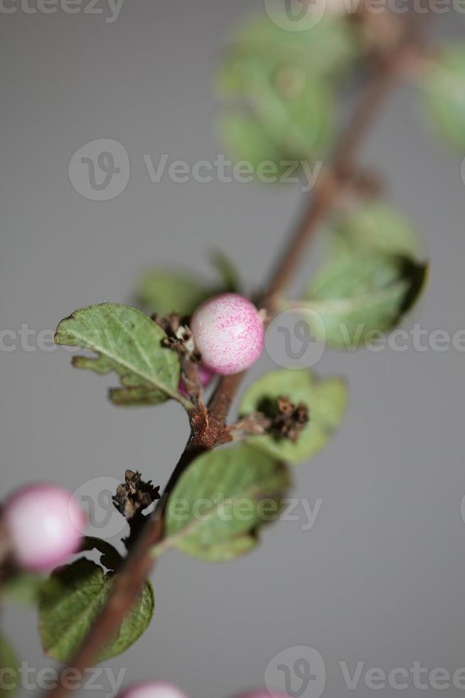 fiore selvatico frutta primo piano sfondo botanico symphoricarpos orbiculatus famiglia caprifoliaceae grande formato stampa di alta qualità foto