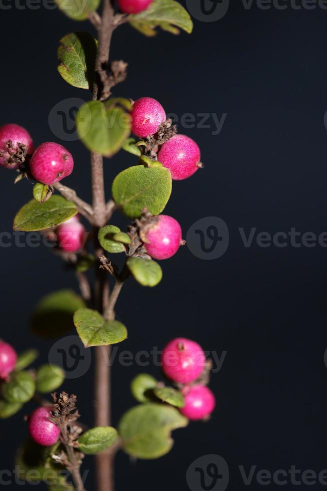 fiore selvatico frutta primo piano sfondo botanico symphoricarpos orbiculatus famiglia caprifoliaceae grande formato stampa di alta qualità foto