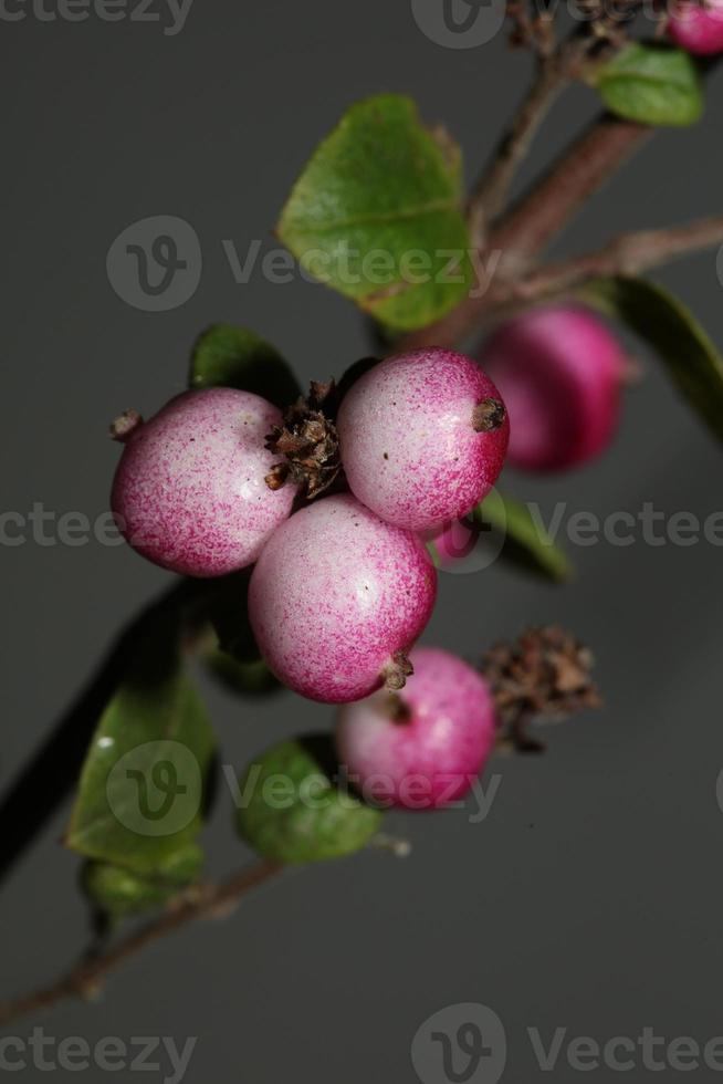 fiore selvatico frutta primo piano sfondo botanico symphoricarpos orbiculatus famiglia caprifoliaceae grande formato stampa di alta qualità foto