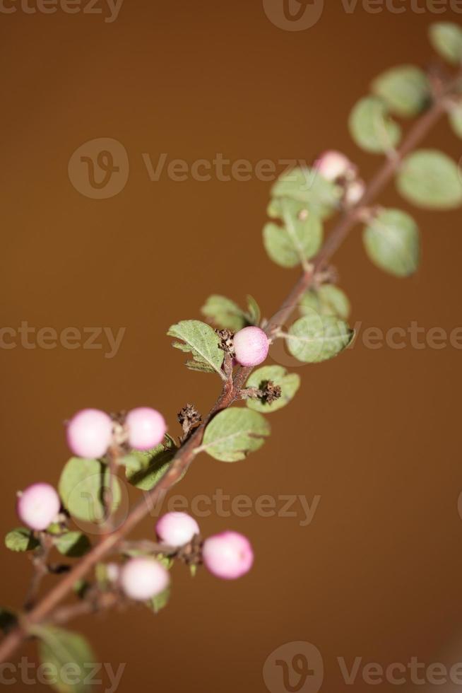 fiore selvatico frutta primo piano sfondo botanico symphoricarpos orbiculatus famiglia caprifoliaceae grande formato stampa di alta qualità foto