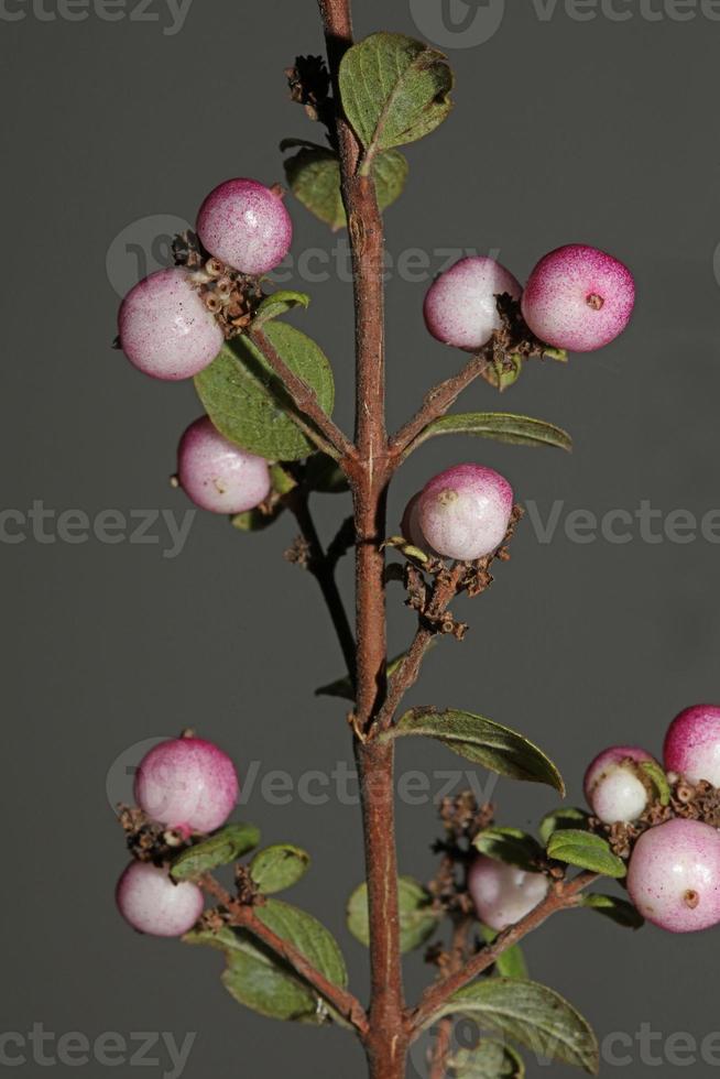 fiore selvatico frutta primo piano sfondo botanico symphoricarpos orbiculatus famiglia caprifoliaceae grande formato stampa di alta qualità foto