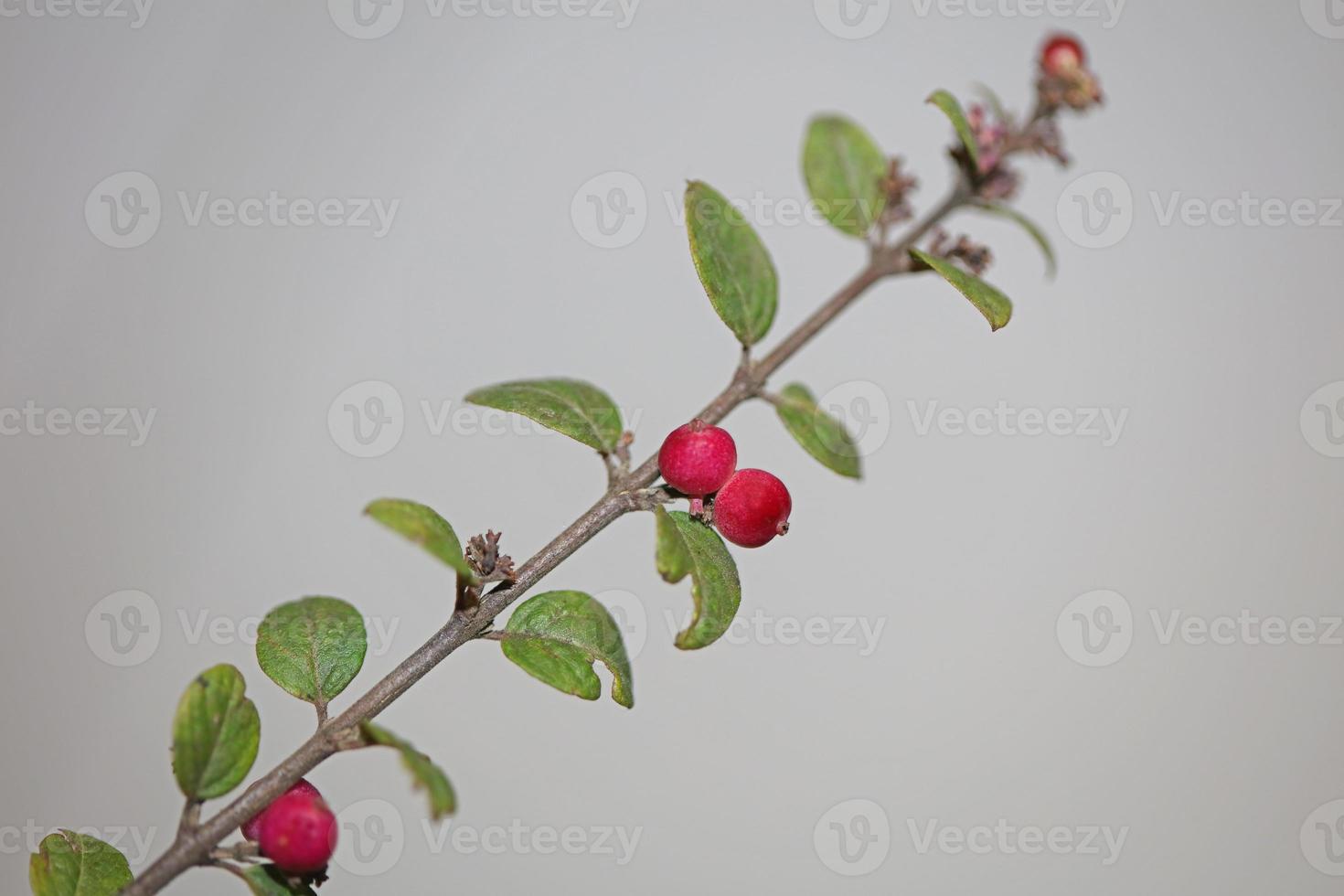 fiore selvatico frutta primo piano sfondo botanico symphoricarpos orbiculatus famiglia caprifoliaceae grande formato stampa di alta qualità foto