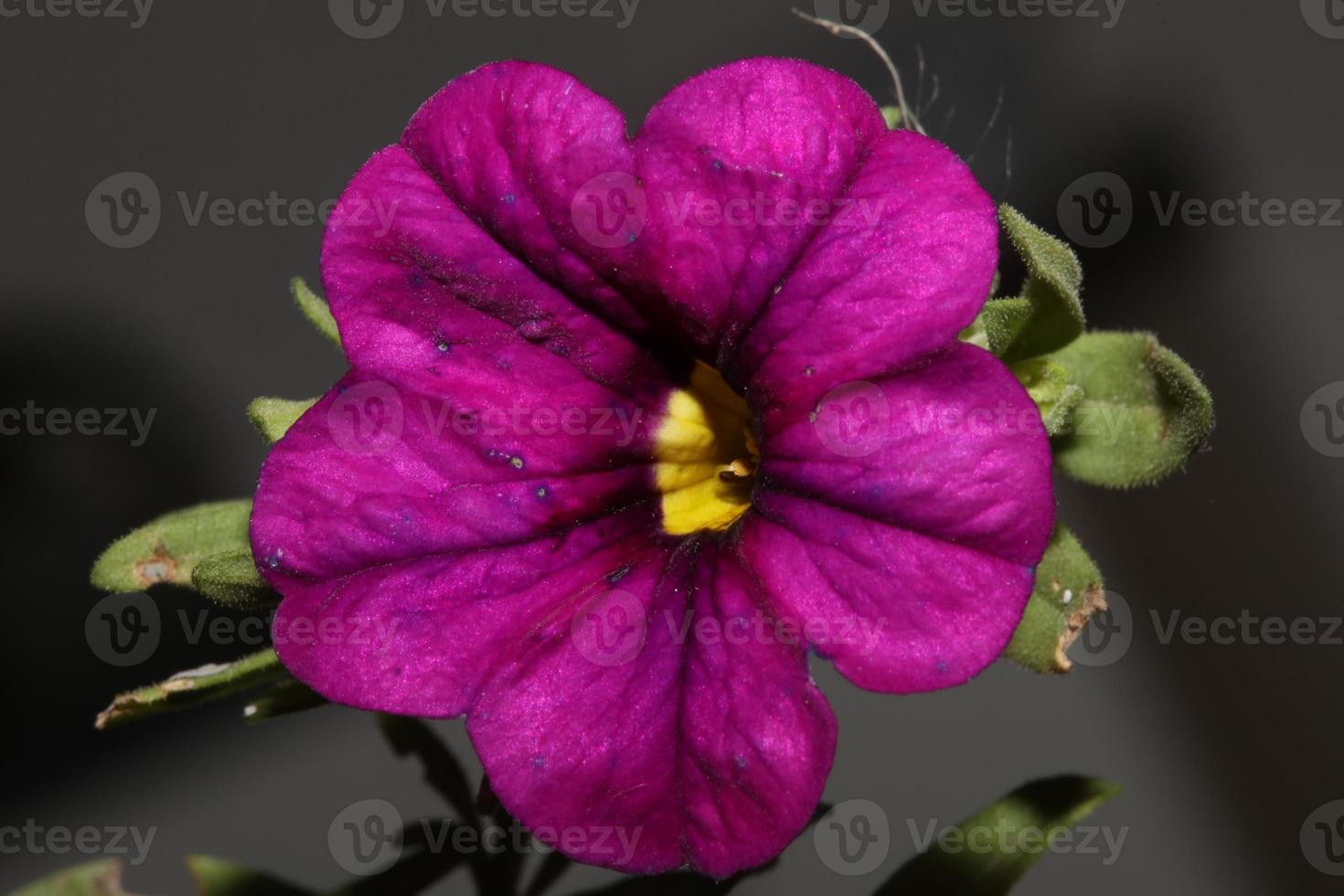 fiore che sboccia da vicino calibrachoa parviflora famiglia solanaceae stampa botanica di grandi dimensioni di alta qualità foto