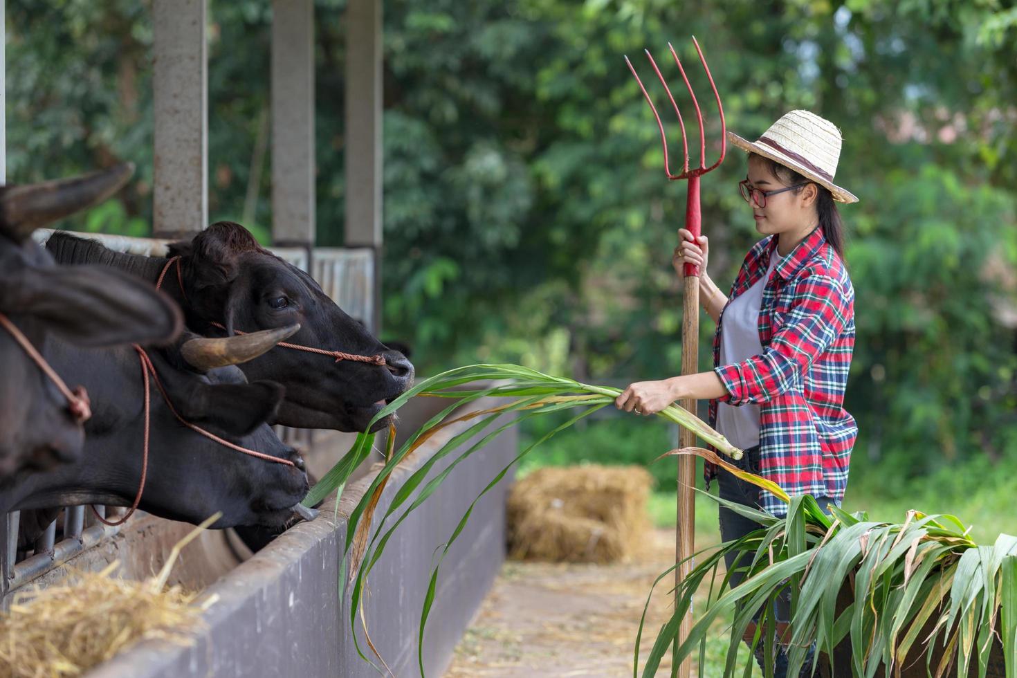giovane donna cowgirl che lavora in un allevamento di mucche e felice con il concetto di agricoltura di lavoro. foto