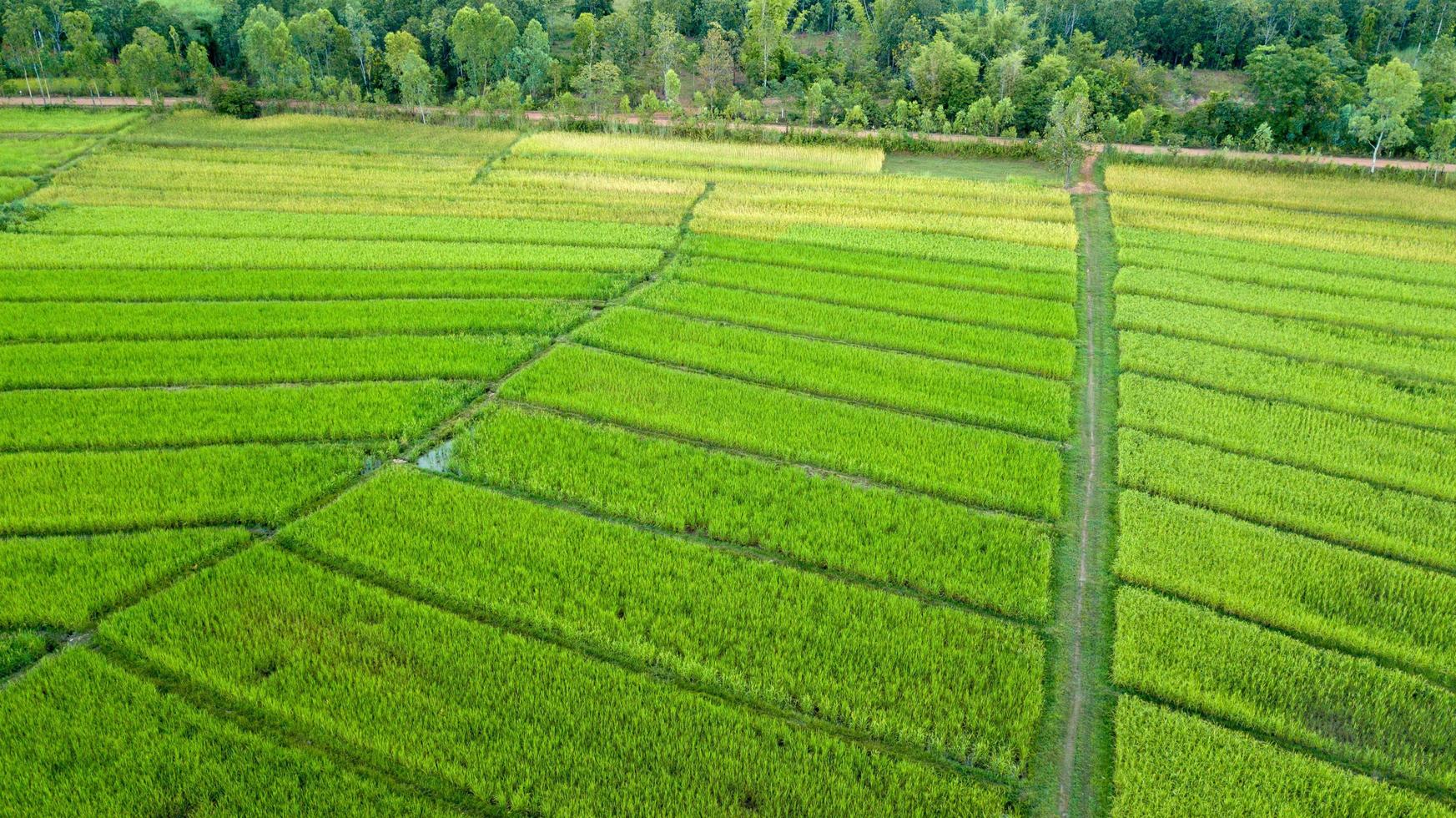 campo di riso verde questa è una vista aerea dal drone fly foto