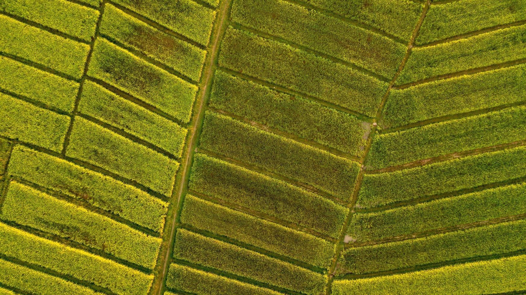 vista dall'alto campo di riso verde questa è una vista aerea dal volo del drone foto