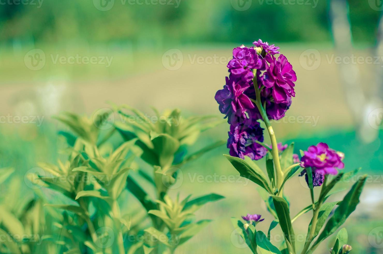 sfocatura bellissimi fiori viola. immagine con colori estivi brillanti foto