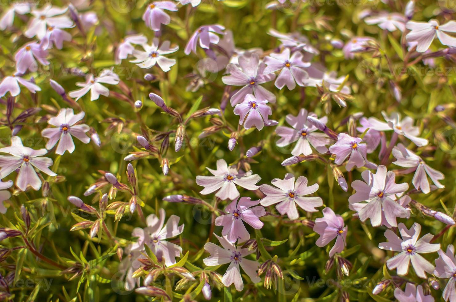 phlox divaricata phlox divaricata. primo piano del flox blu foto