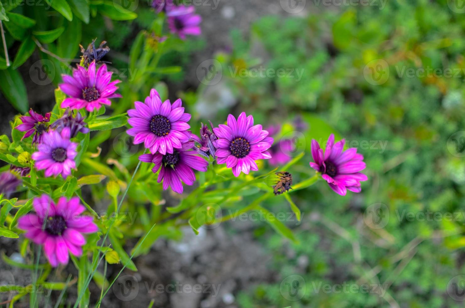fiore margherita viola che cresce nel giardino di primavera foto