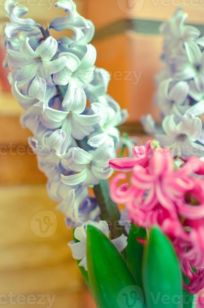 bouquet con giacinto rosa e blu. messa a fuoco selettiva. foto
