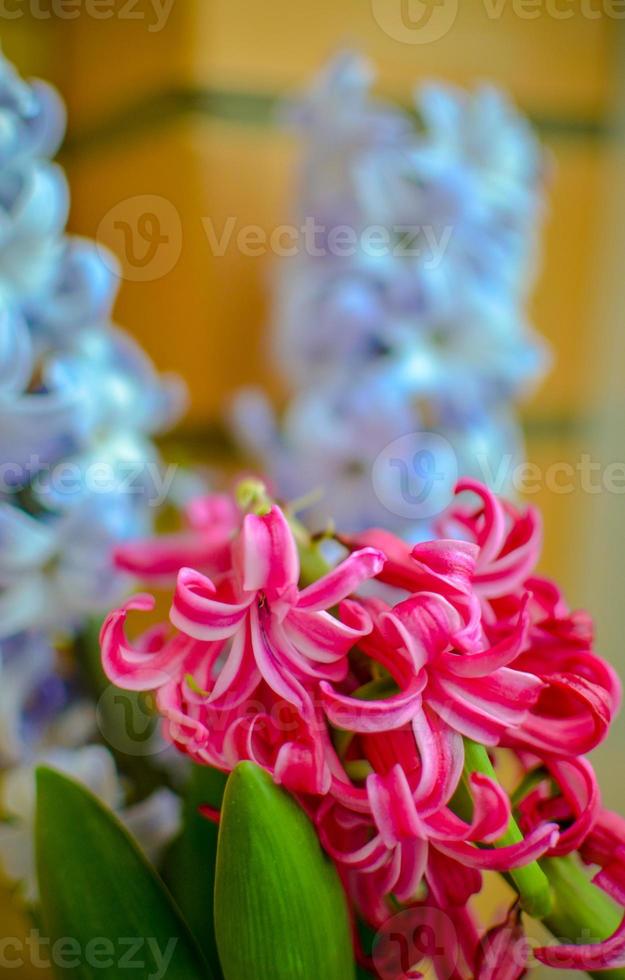 bouquet con giacinto rosa e blu. messa a fuoco selettiva. foto