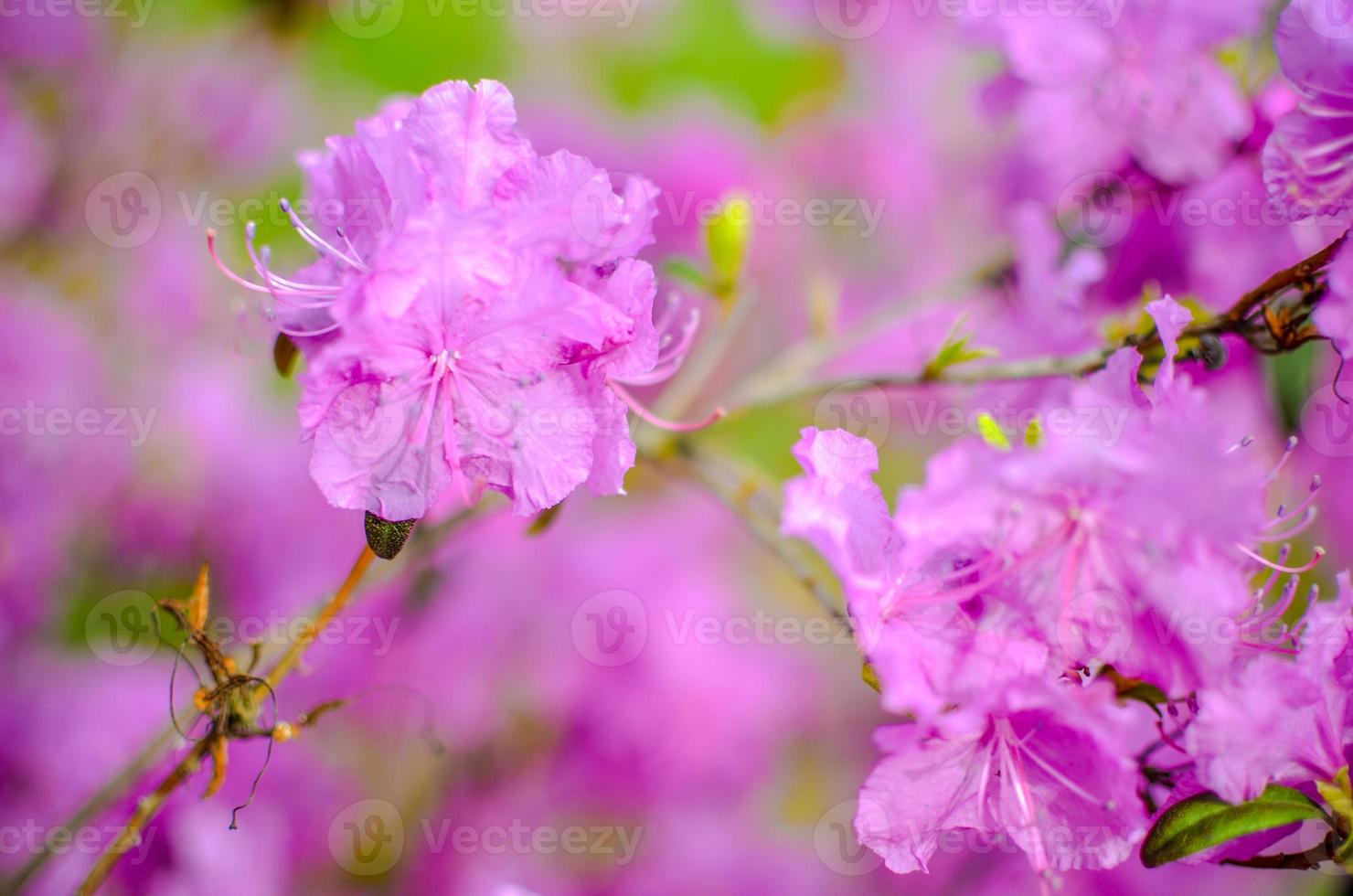 bellissimo rododendro rosa o viola con sfondo blured foto