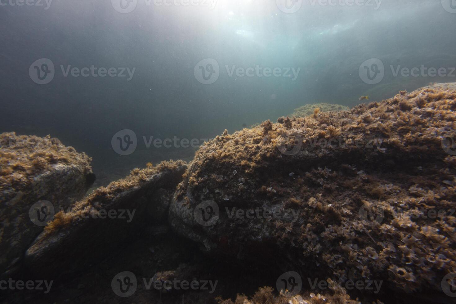 barca relitto subacqueo scenario mare subacqueo fondale marino marino uw pesce foto