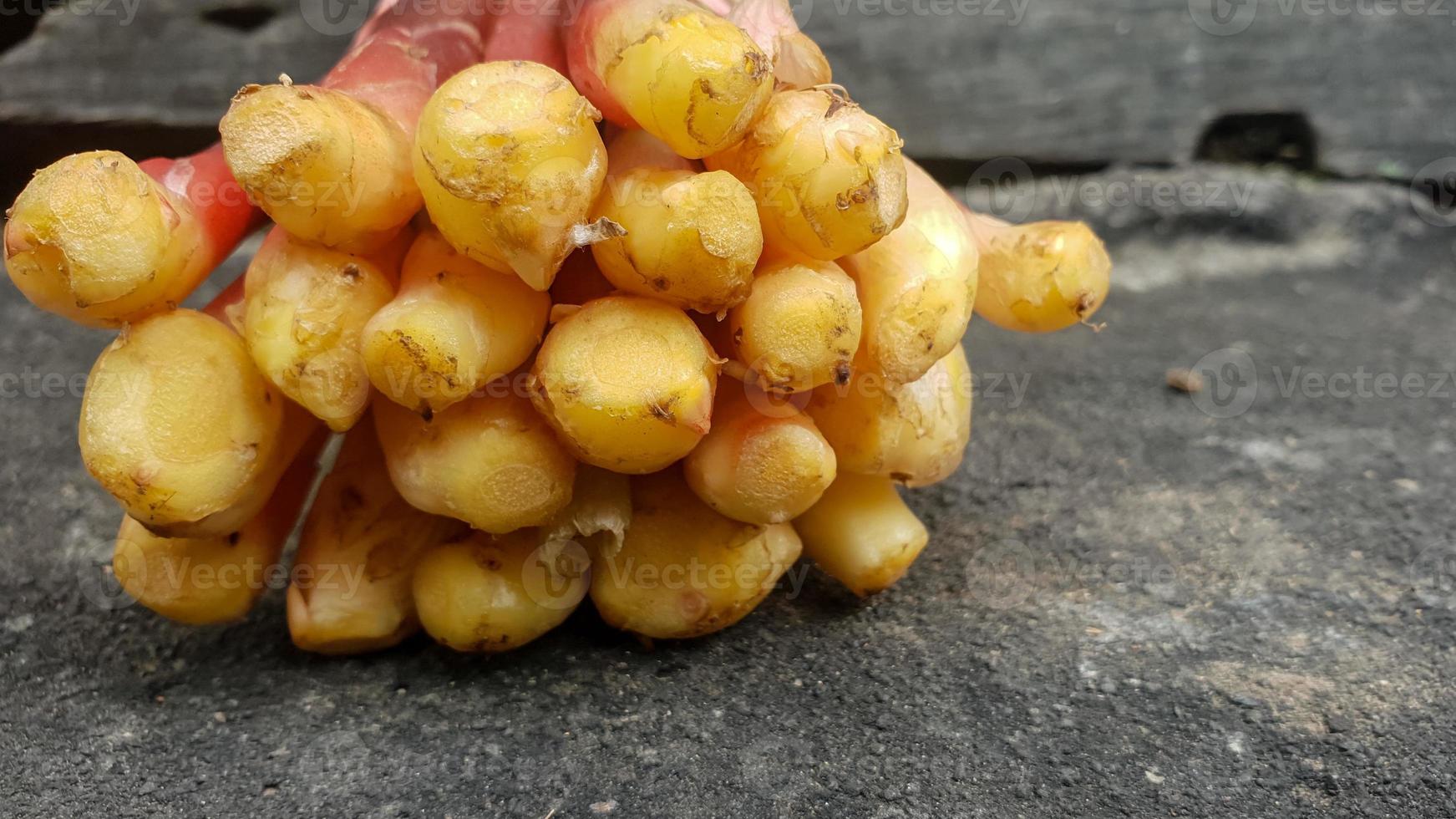 boesenbergia rotunda erbe tropicali spesso usate nei piatti indonesiani foto