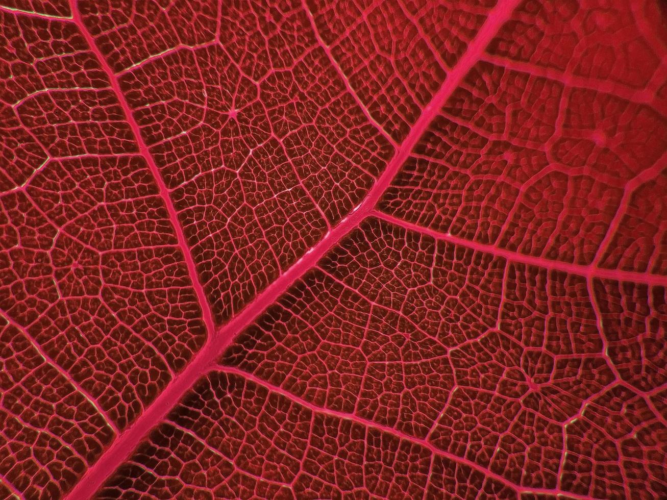 l'immagine di dettaglio di una foglia vegetale. immagine macro per effetto design. la vena, la nervatura centrale e la lama si chiudono. foto