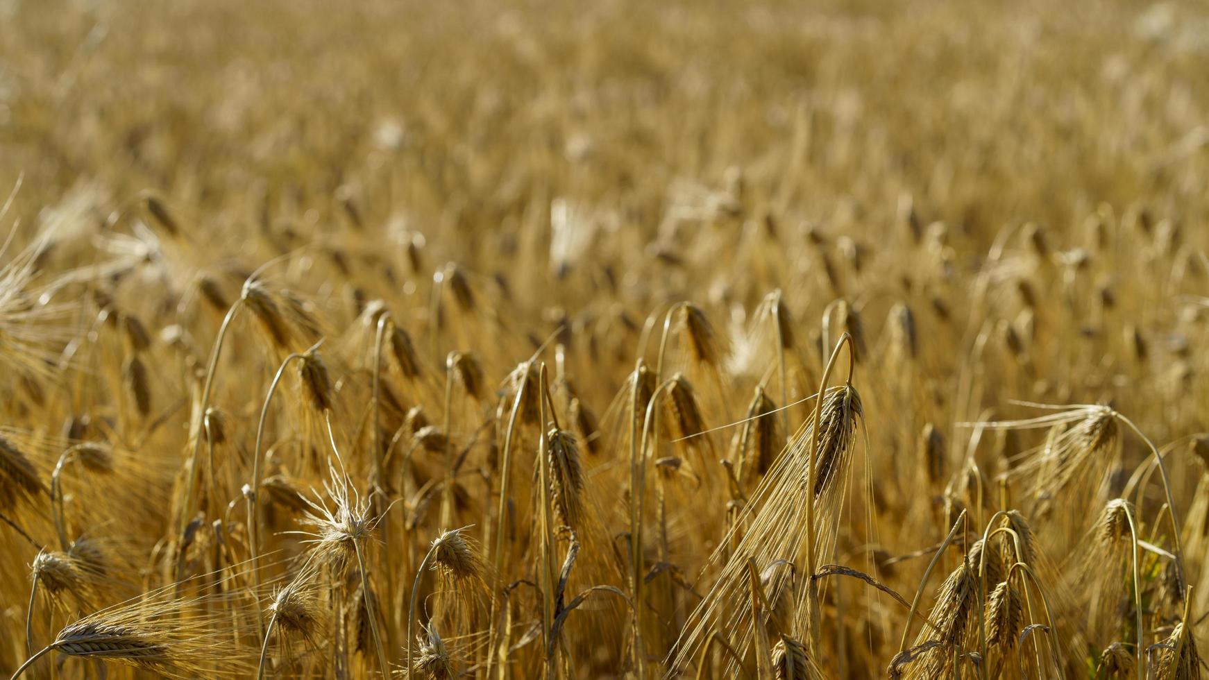 sfondo naturale con vista sul campo giallo foto