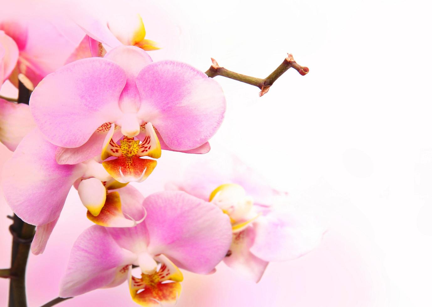 orchidea rosa chiaro bellissimo fiore e farfalle svolazzanti ramo disegnato a mano su bianco foto