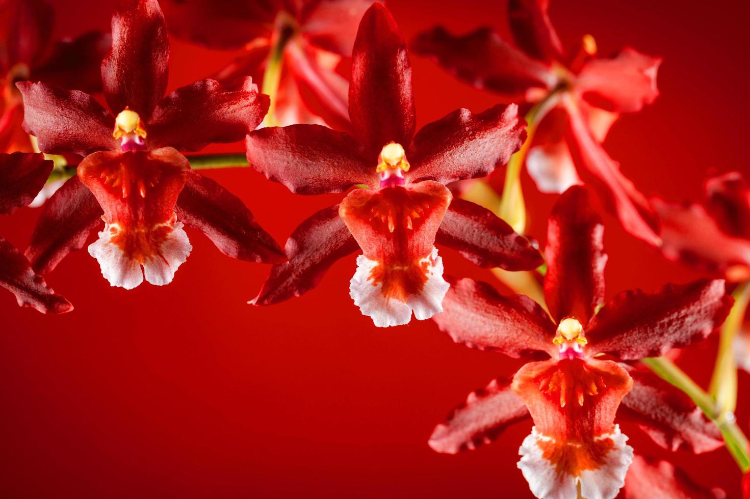 orchidea rosso chiaro bellissimo fiore e farfalle svolazzanti ramo disegnato a mano su bianco foto