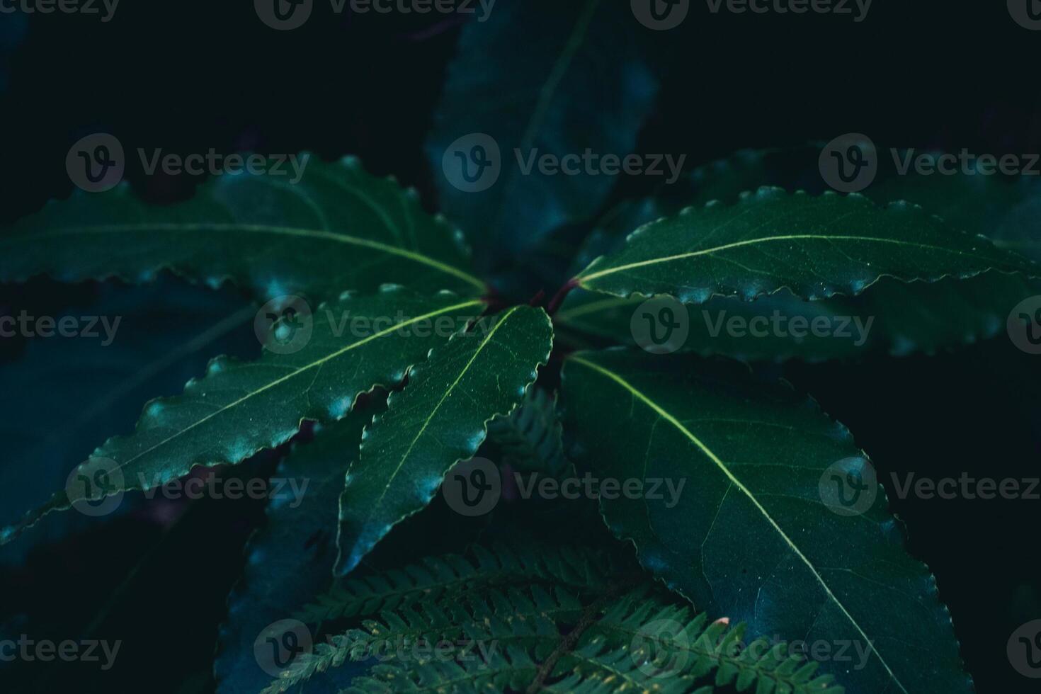 belle felci verdi foglie fogliame verde felce floreale naturale su oscurità foto