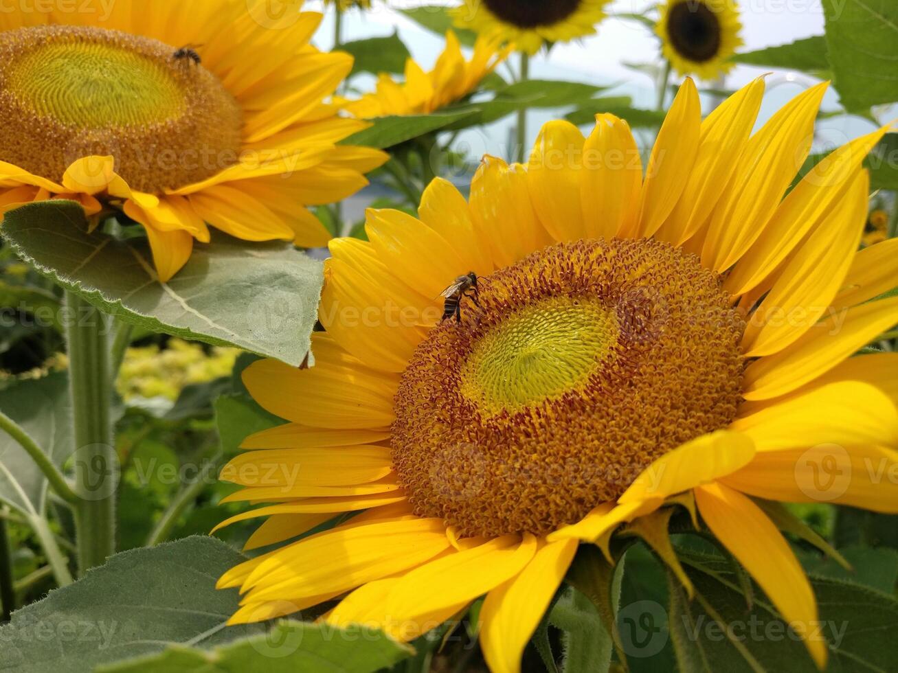 due girasoli con motion blur foto