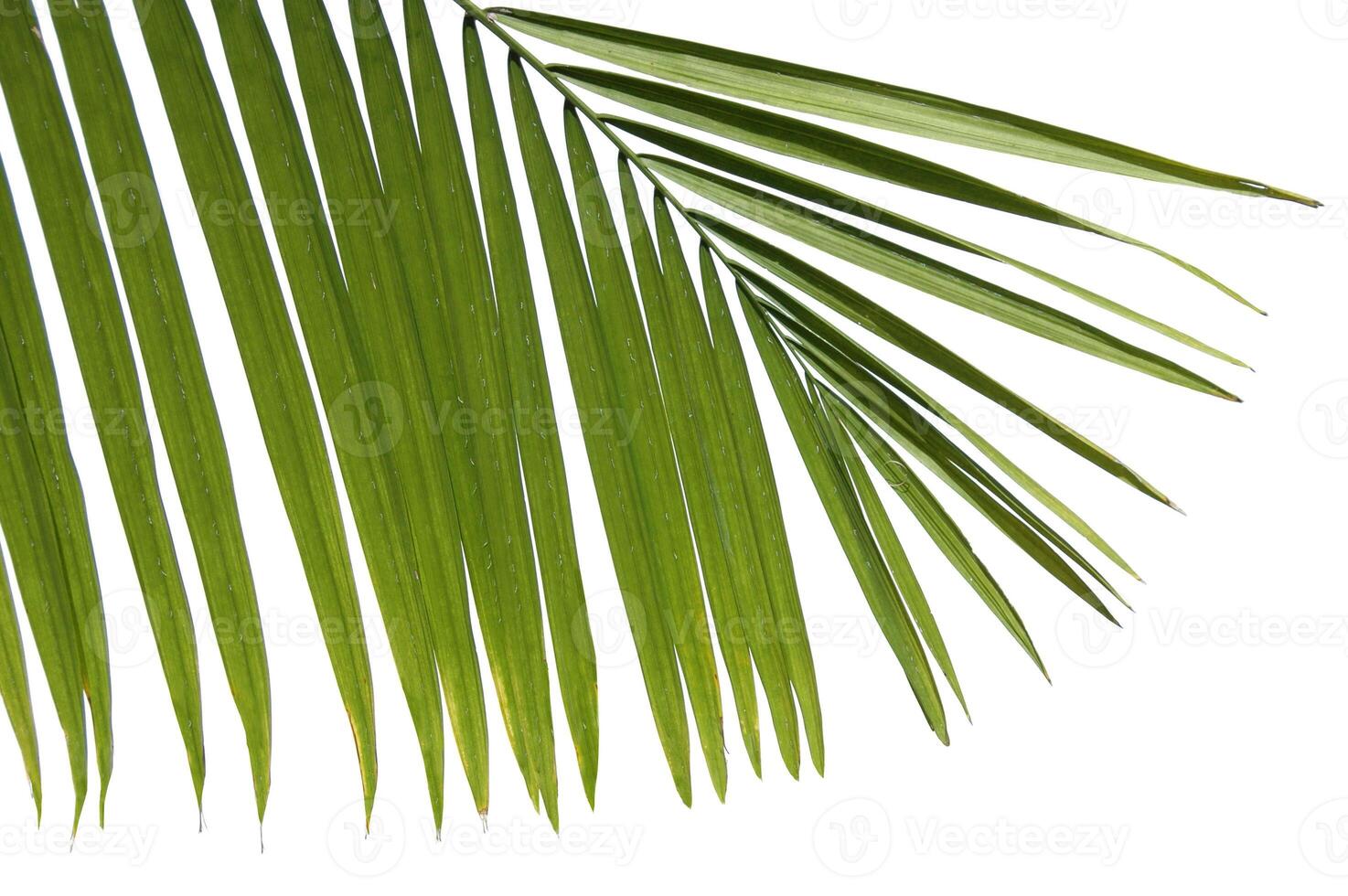 bouquet di palme verdi ramoscelli verdi vista della natura di piante a foglia astratte verdi naturali su bianco foto