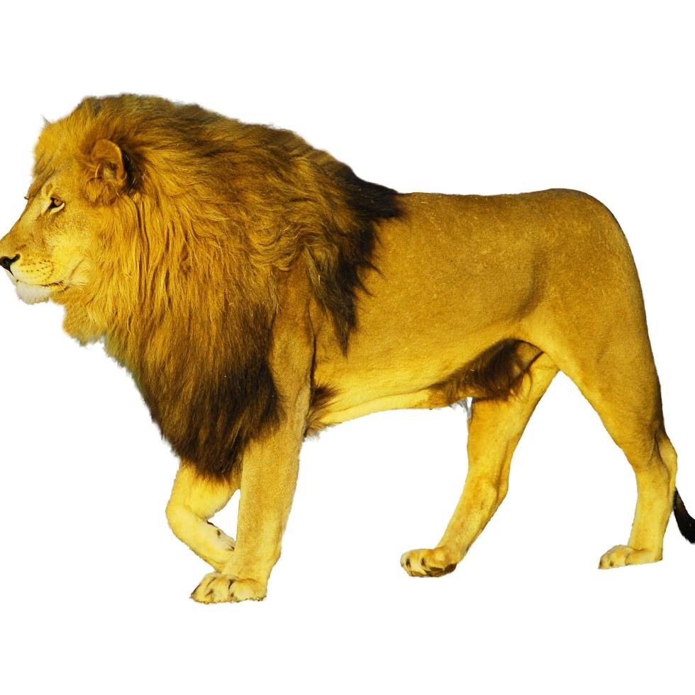 Safari dello zoo di animali del leone selvaggio che appendono le zampe insieme su bianco foto